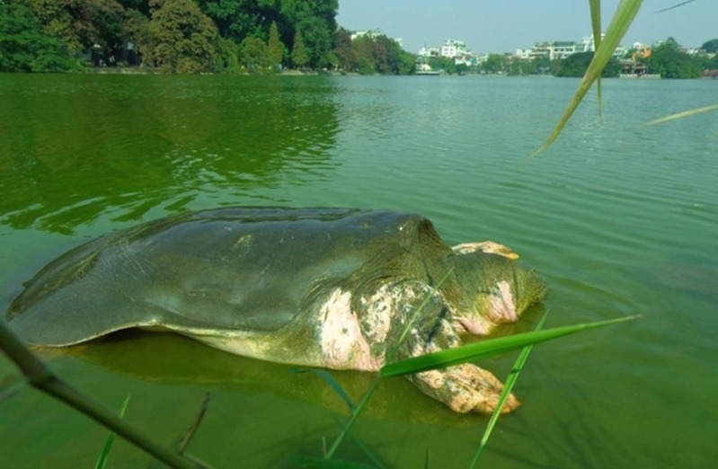 Hình ảnh rùa thần hoặc rùa khổng lồ thường mang ý nghĩa che chở, niềm tin và mục tiêu lớn trong cuộc sống.