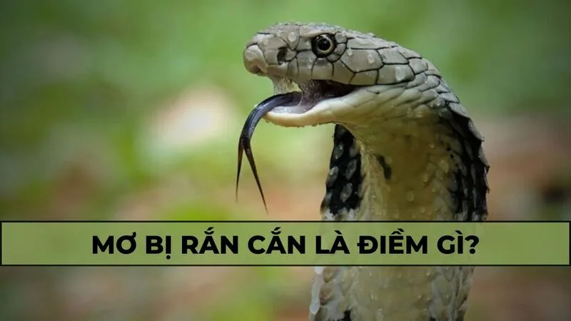 Giấc mơ bị rắn cắn có thể phản ánh cảm giác bị tổn thương hoặc một tình huống buộc bạn phải hành động.