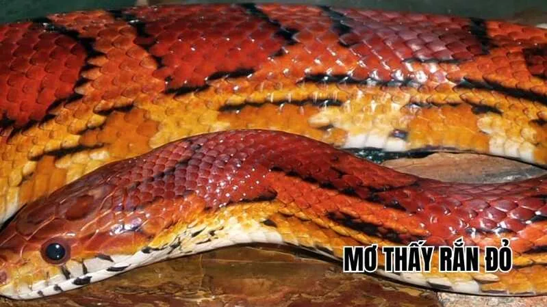 Màu sắc của rắn là chi tiết thường được dùng để phân biệt sắc thái cảm xúc trong giấc mơ.