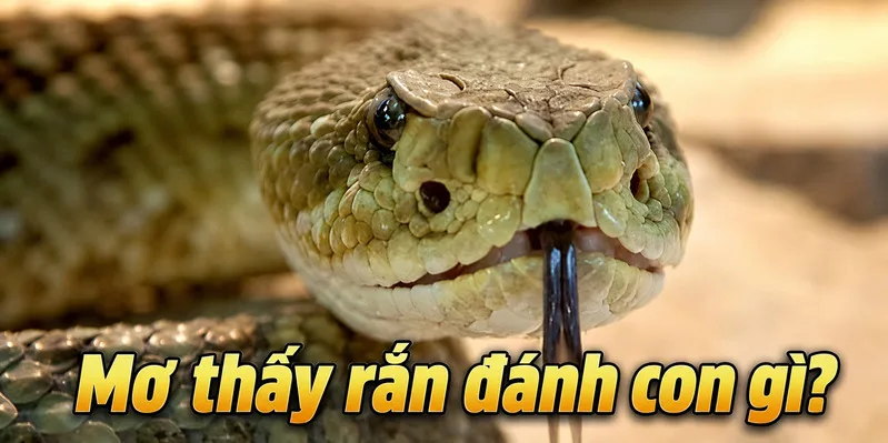 Những con số gắn với giấc mơ về rắn chỉ thuộc quan niệm dân gian và không bảo đảm kết quả may rủi.