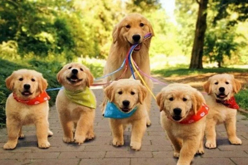 Nằm mơ thấy chó vàng là điềm tốt hay xấu còn phụ thuộc vào hành vi của con vật và cảm xúc trong mơ.