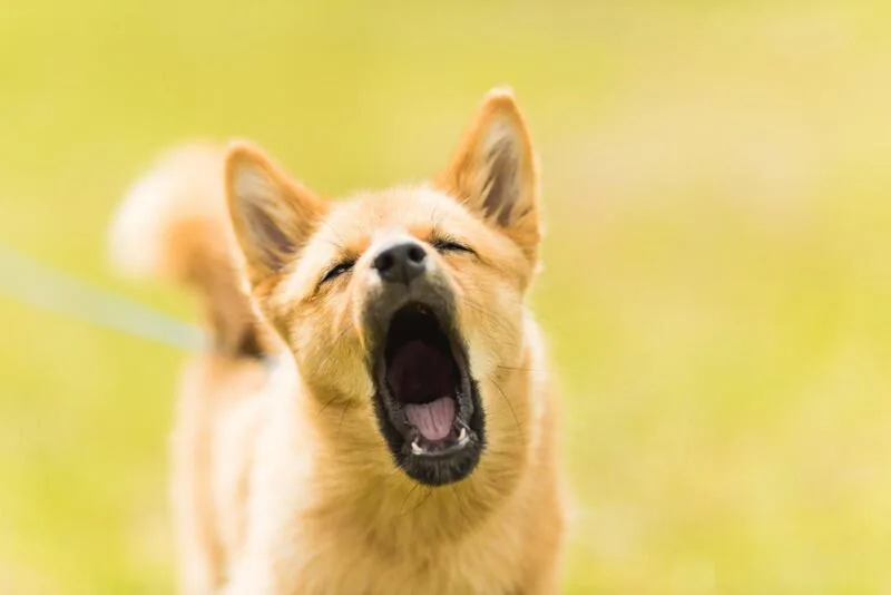 Mơ thấy chó vàng chạy mất có thể gợi đến nỗi sợ mất mát, xa cách hoặc bỏ lỡ cơ hội.