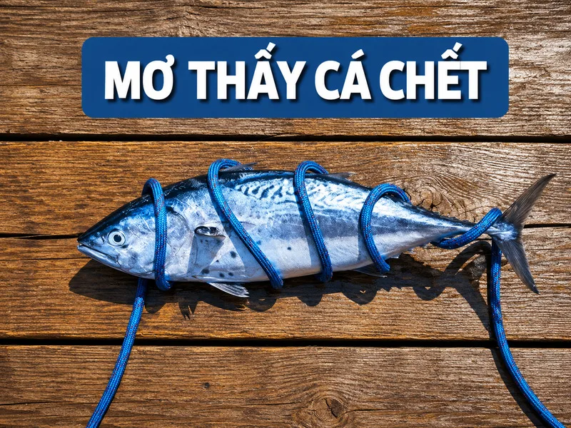 Cá chết hoặc mắc cạn có thể phản ánh cảm giác mất cân bằng, bế tắc hoặc lo lắng trong đời sống thực tế.